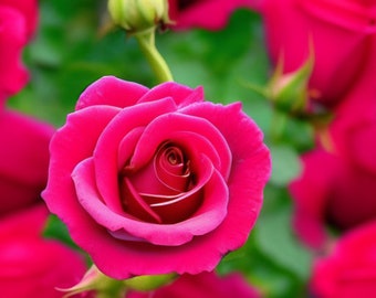 Motif rose sans couture parfait, carreau de rose, pour le carrelage. Motifs de fleurs roses, motif reproductible de fleurs roses.