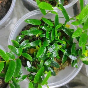 May include: A close-up shot of a small plant with bright green leaves in a clear plastic pot. The leaves are oval and closely packed, giving a dense look. The plant is set in soil.