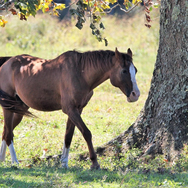 Horse print, greeting card, magnet, youth nature photographer