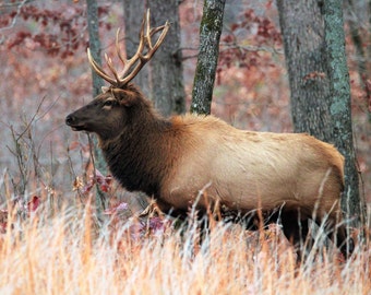American Elk Bull Print - Landschaft Natur , Magnet, Jugendfotografie