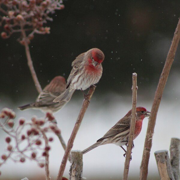 House finch print, snowy bird art, magnet, greeting card, bird lover youth photography