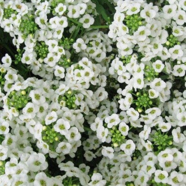 Alyssum Sweet 'Sneeuwdoek' 2500 zaden (Lobularia maritima L.) Heirloom bloemzaden