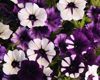 6 graines Pétunia 'Shock Wave H Purple Tie Dye' (Petunia hybrida) Graines de fleurs anciennes