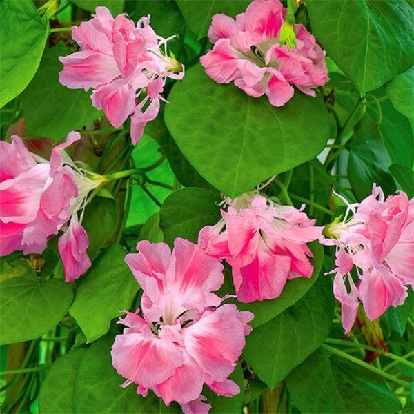 Tall Morning Glory 'Raffles Pink' 20-35 Seeds (Ipomea purpurea) Heirloom Flower Seeds