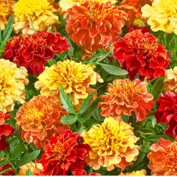 Marigold French 'Strawberry Blonde' 30 Seeds (Tagetes patula L.)  Heirloom Flower Seeds