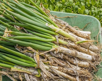 Welsh Onion 'Bajkal' 500-550 Samen (Allium fistulosum L) Pflanzliches Erbstück