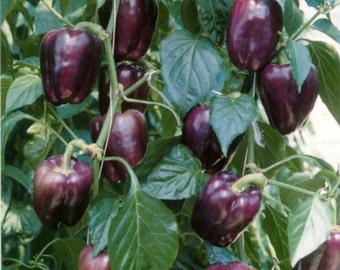 Sweet Bell Pepper 'Oda' 20-30 Seeds (Capsicum annuum) Vegetable Heirloom