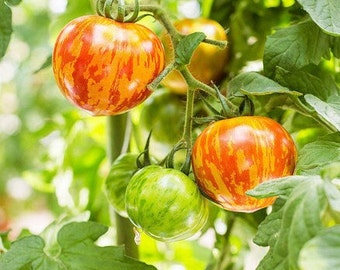 Tomato 'Red Zebra' 20-30 Seeds (Solanum lycopersicum) Vegetable Heirloom