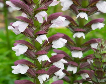 Acanthus 5 Seeds (Acanthus Mollis) Heirloom Flower Seeds