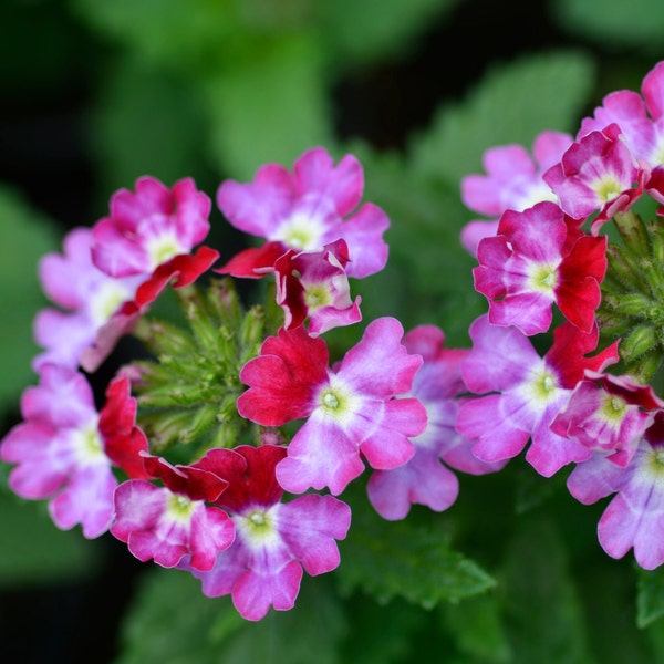 Verbena 'Quartz H Burgundy' 15 Seeds - Heirloom Flower Seeds