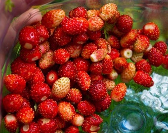 Alpine Strawberry 'Regina' 300 Seeds (Fragaria vesca) Fruit Heirloom