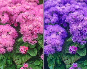 Floss Flower Blend 1500 Seeds (Ageratum mexicanum)  Heirloom Flower Seeds