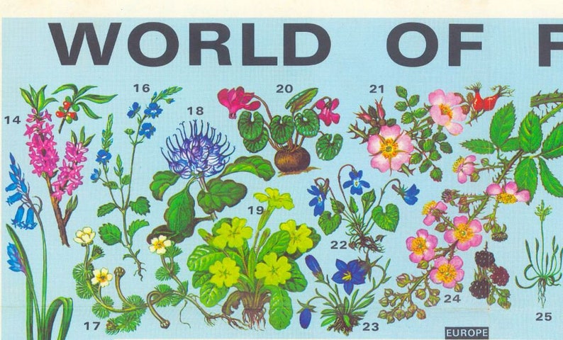World of Flowers Map: Floral Diversity Across the Globe | Canvas or ...