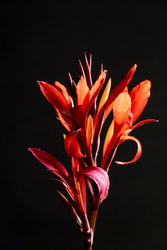 Seltene Zimmerpflanze Canna Indica | Jungpflanze | Babyplant | Indisches  Blumenrohr | ROT | Rohrblume | Kbelpflanze | Geschenke Pflanzen - Etsy.de
