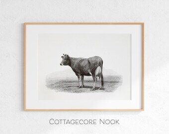 Kuh Zeichnung, Vintage Bauernhof Tier Illustration, ländliche Viehzucht druckbare (digitaler Download)