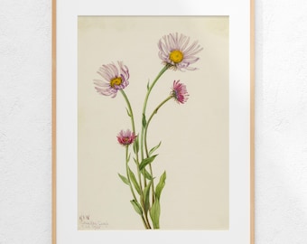 Alaska-Flohkraut Botanischer Aquarell, Mary Vaux Walcott Blumen Illustration (Digitaler Download)