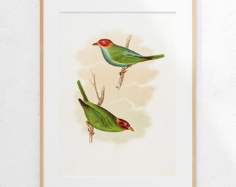 Antike Vogelstudie Druck, Naturgeschichte Illustration, Vintage Farblithographie (Digitaler Download)