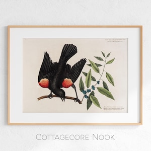 May include: Framed vintage-style bird print. The artwork features a black bird with red shoulder patches perched on a branch with green leaves and blue berries. The print is in a light wood frame and is labeled "COTTAGECORE NOOK".
