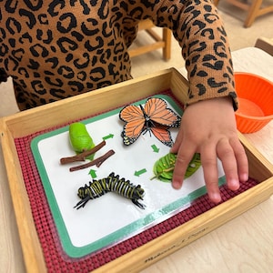 Montessori afdrukbare levenscyclus van een vlinder bijpassende kaarten - vlinder, rupsafbeeldingen - homeschoolactiviteiten - lentethema-activiteit