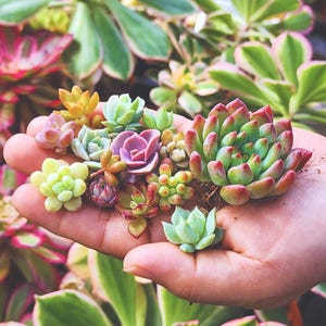 Rare Mini Succulent Cuttings: Assorted Live Propagation Set for DIY Arrangements & Small Gardens