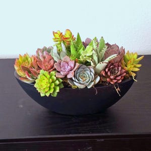 Live Succulent Centerpiece in 13 Inch Oval Planter
