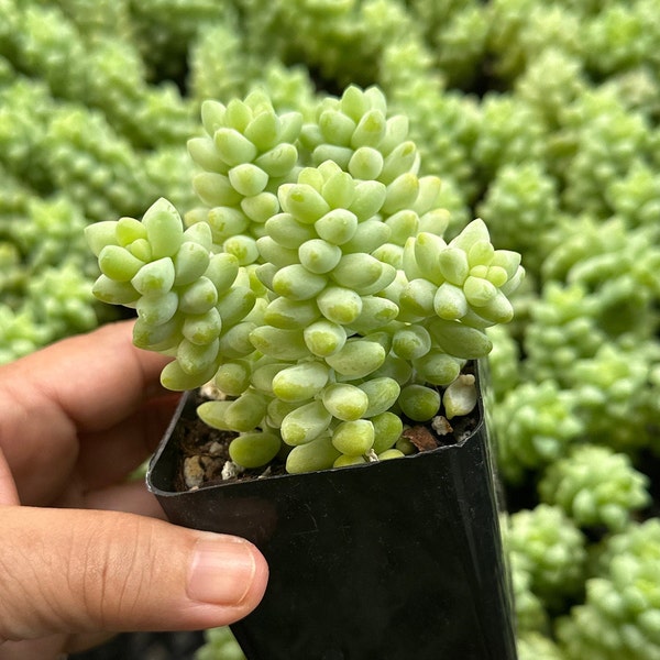 2.5-inch Sedum Burrito Succulent Plant Burro's Tail Rare Hanging Plant Air Purifying Potted Succulent Rare Plant