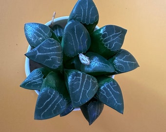 Live Haworthia Moon Shadow Rare Succulent Houseplants Live Indoor Plant Gift for Mom Exotic Succulent Variegated Plant
