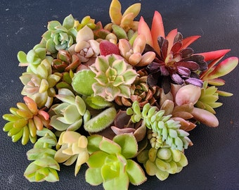 Assorted Succulent Cuttings Bundle for Home Decor - Perfect Gift for Plant Enthusiasts - Live Houseplant Clippings