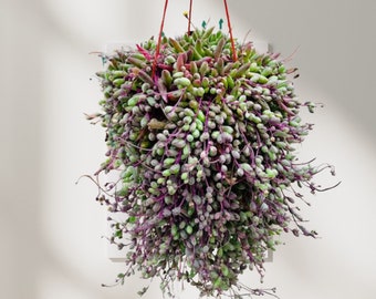 String of Ruby Necklace Exotic Succulent Rare Hanging Plant Stringof Senecio Rowleyanus Housewarming Gift for Plant Parent