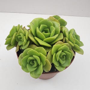 May include: A close-up of a green succulent plant with multiple rosettes in a brown pot. The plant has a rosette shape with many layers of leaves.