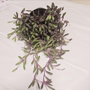 String of Ruby Succulent: Trailing Othonna Capensis - 4 Inch Pot