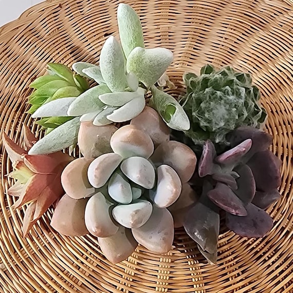 Rare Succulent Cuttings Variety Pack: DIY Indoor Plant Starter Kit for  Beginners and Enthusiasts - Etsy