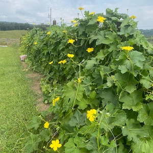 May include: A lush green vine with bright yellow flowers growing up a trellis. The vine is growing in a field with green grass.
