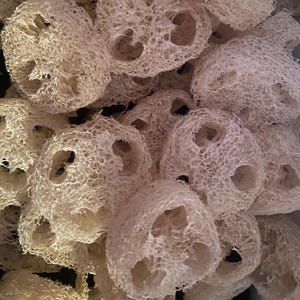 May include: Close-up of a pile of natural loofah sponges. The sponges are a light beige color and have a porous, fibrous texture. Each sponge has a rounded shape with several large holes. The image is well-lit, highlighting the intricate details of the loofahs.