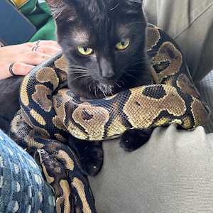 Puede incluir: Un gato negro con ojos amarillos está rodeado por una serpiente marrón y bronceada con un patrón. La serpiente está enrollada alrededor del gato, que está sentado en el regazo de una persona. El gato mira a la cámara.