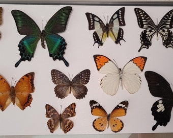 Mixed Lot of Spread Butterflies - Ready to Mount