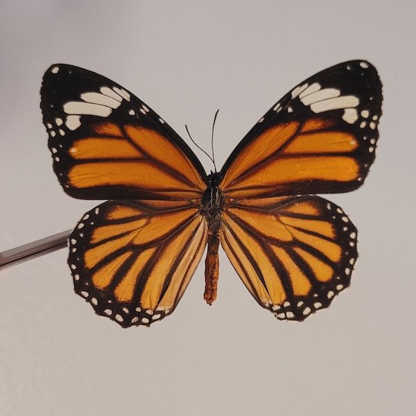 Monarch Butterfly, Danaus Plexippus - Real Specimen - Wings Folded, Spread, Pinned