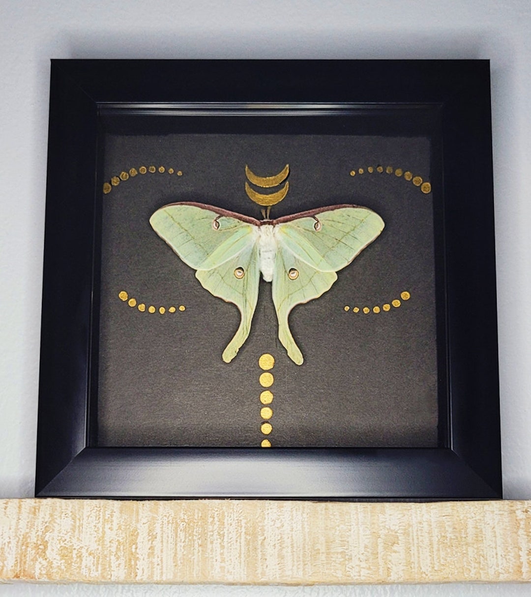 Framed Luna Moth Shadowbox - Silk Moth - Real Moth, Butterfly - Gift ...
