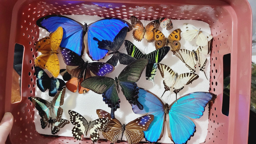 Mixed Lot of Spread Butterflies Ready to Mount Etsy Australia