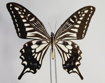 Asian Swallowtail Butterfly, Papilio Xuthus - Real Specimen - Wings Spread, Pinned