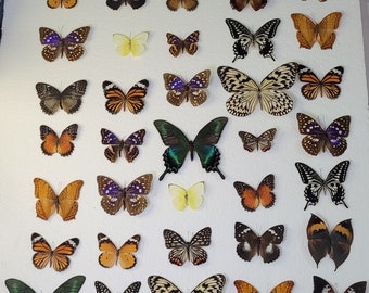 Mixed Lot of Spread Butterflies - Ready to Mount