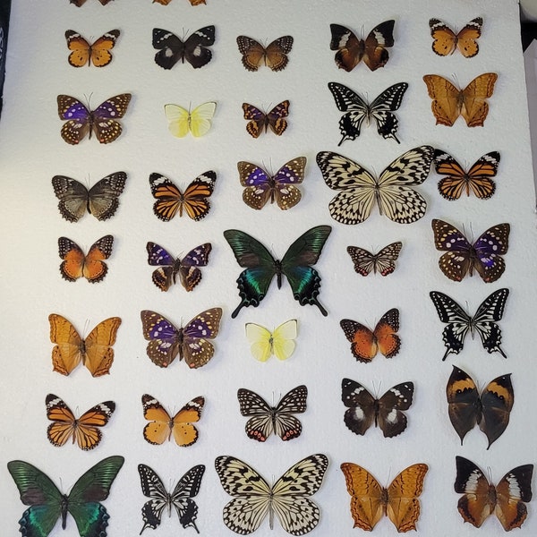 Mixed Lot of Spread Butterflies - Ready to Mount