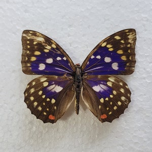 A2 Great Purple Emperor, Sasakia Charonda, Spread - Real Specimen - Wings Spread - Taxidermy, Crafting, Gift, Frame, Entomology