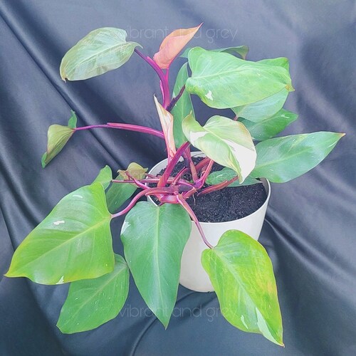 Rare Marbled Pink Princess Philodendron Cutting - Philodendron Erubescens - Varigated - House Plant, Garden