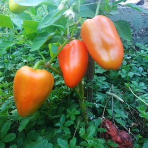 Miny Orange Pepper Organic Seeds