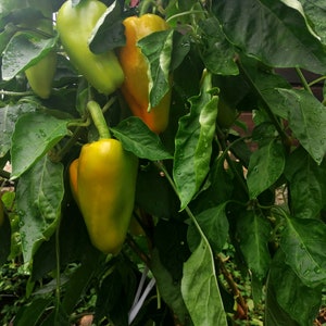 Orange Pepper Organic Seeds Tall Plant