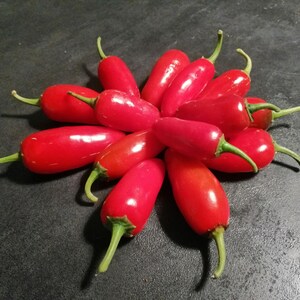 Red Chilly Pepper Organic Seeds