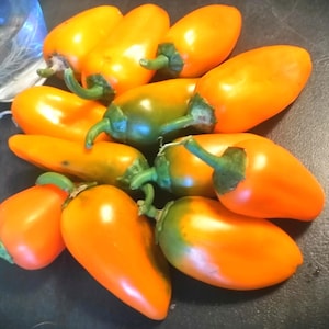 Miny Hamik Pepper Organic Seeds