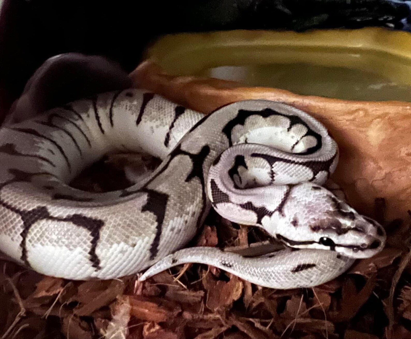 Ball Python Snake Metal Enamel Lapel Pin Joliff Axanthic - Etsy