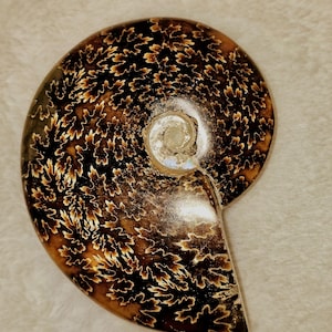 Natural sutured ammonite fossil from Madagascar.